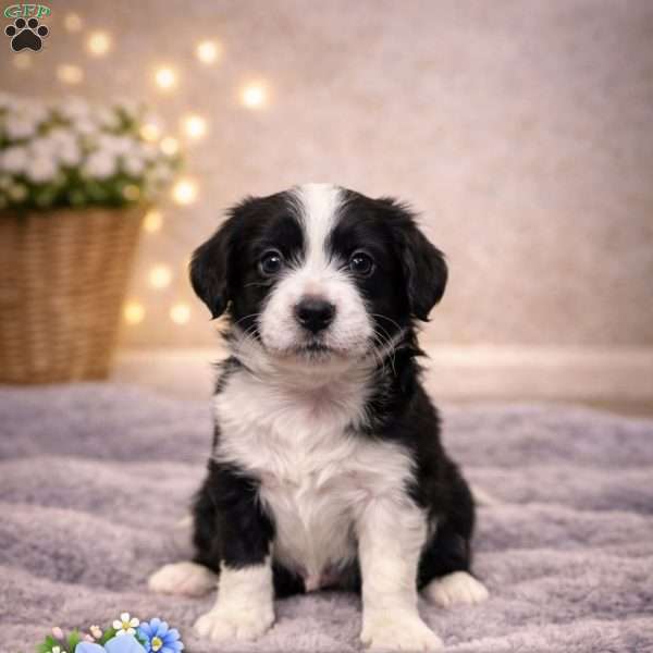 Panda, Border Collie Mix Puppy